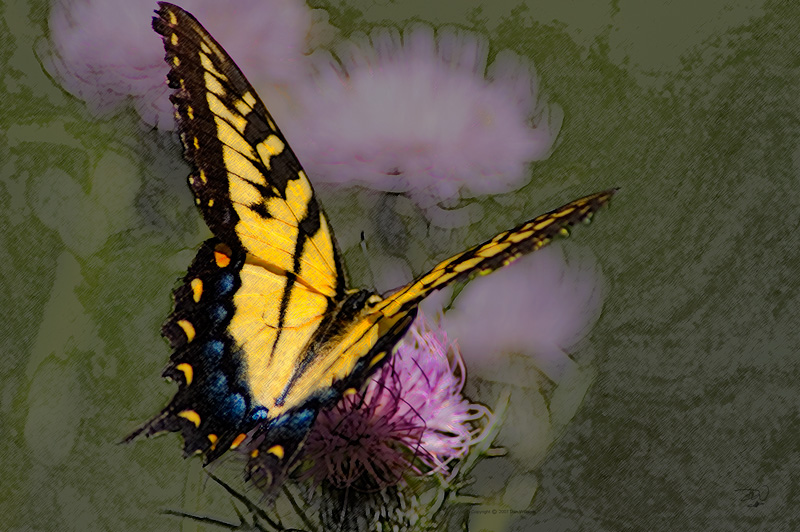 Swallowtail Butterfly Art