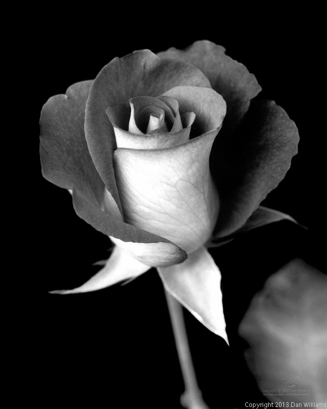 Black & White Two-toned Rose