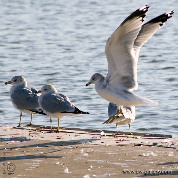 Lake Gulls